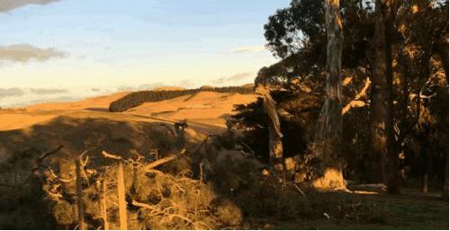 新西兰美食100种,哪里有新西兰水果