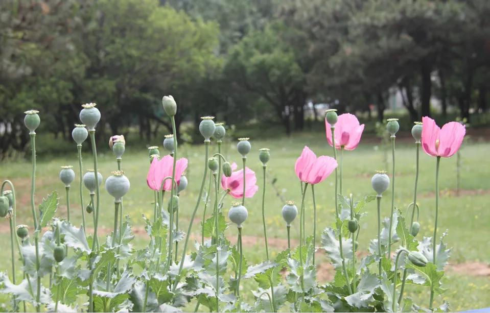 禁毒知识的目的和意义,禁毒的四大知识
