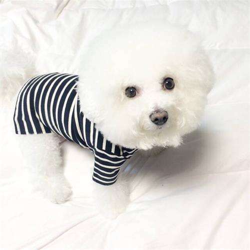 泰迪感冒吃什么见效快,泰迪感冒了要怎么照顾