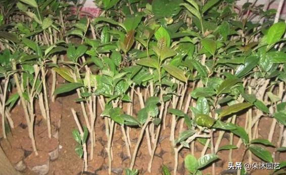 苗木专业术语大全集,说一些专业术语