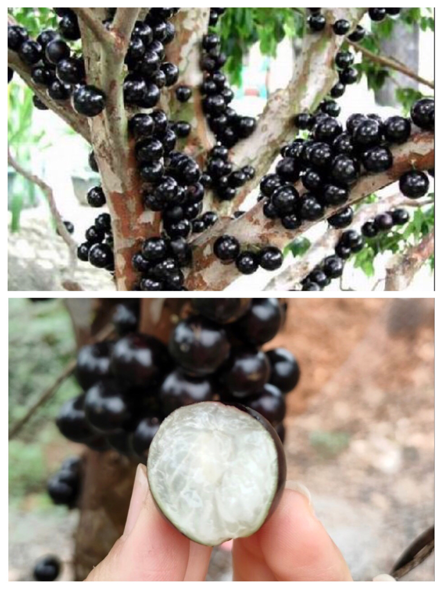 10大奇异水果你吃过几种,这五种奇葩罕见的水果你吃过几种