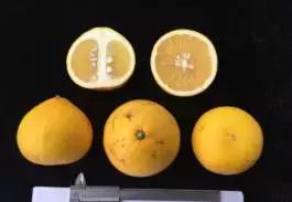 柑橘新优优缺点,设施柑橘新品种优缺点