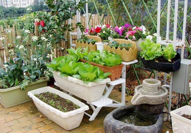 阳台种蔬菜长不大什么原因,阳台种的花为啥不长