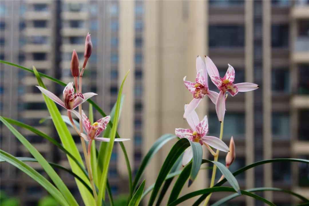 兰花肥料兰花专用土,兰花施肥用什么肥料最好