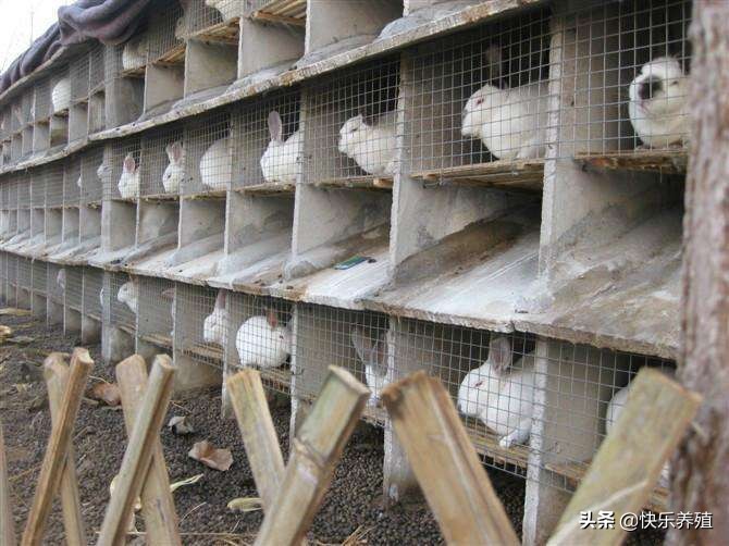 养兔需知道什么道理,养兔须知哪些技术