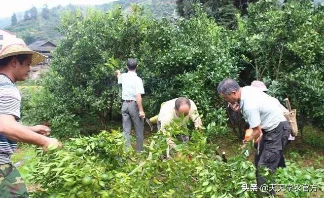 黄龙病使柑橘退化,柑橘黄龙病产业调整指导意见