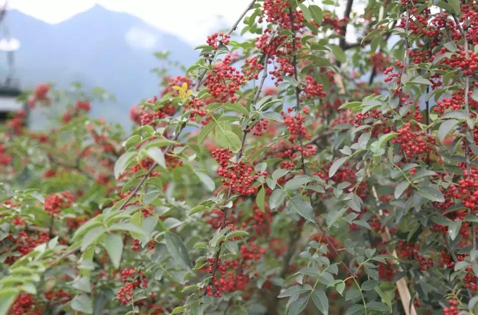 花椒、麻椒、藤椒有啥区别，在烹饪中如何与食材搭配才能最美味？