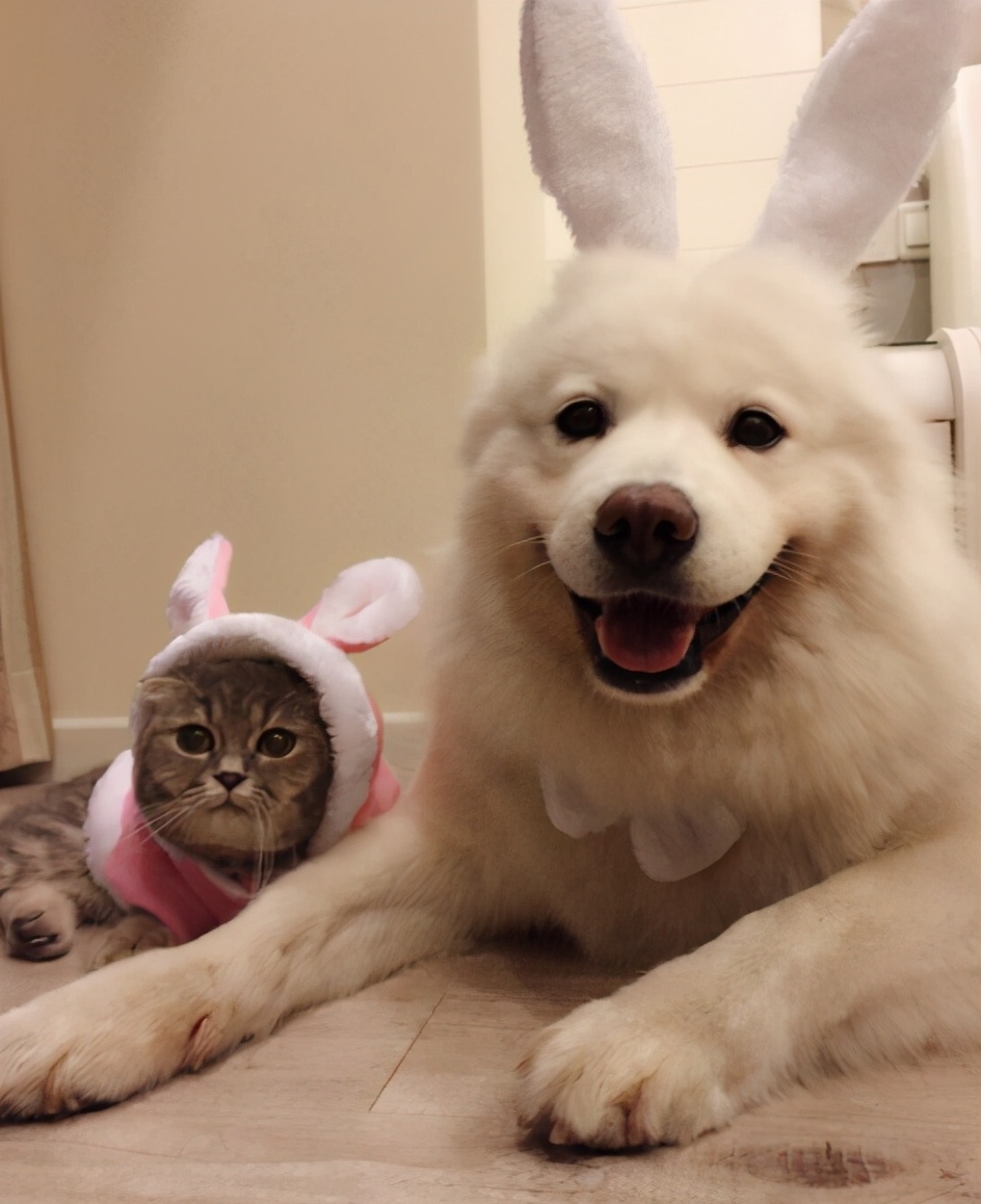 狗狗不能吃的八大食物,狗狗不能吃的十种水果有哪些