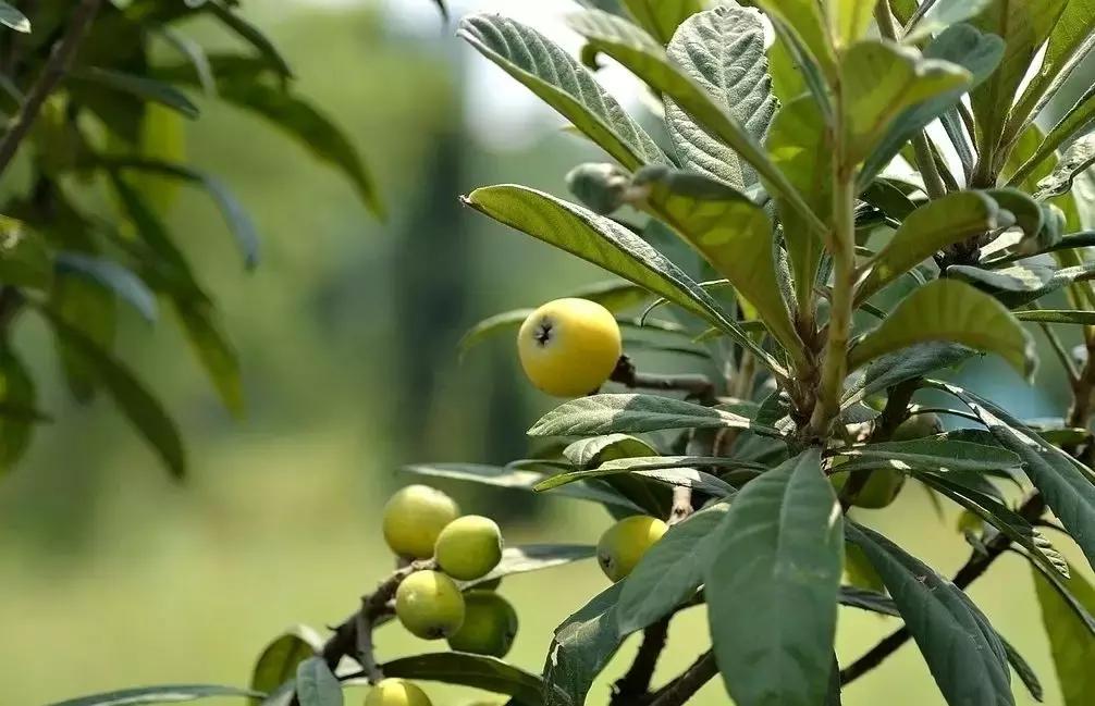 我的养蚕日记蚕的一生,我的养蚕记录感言