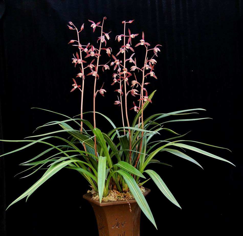 精品玉兰的品种及图片,国兰花朵不艳丽但香气清雅