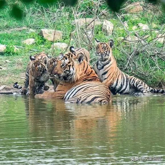 虎王拉贾孩子,虎王拉贾儿子怎么死的