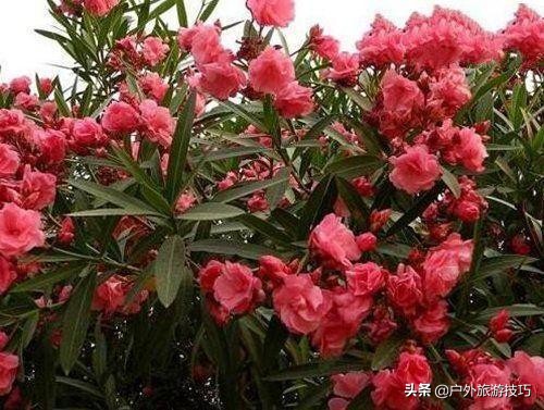 实用野外植物手册推荐,野外有毒植物盘点