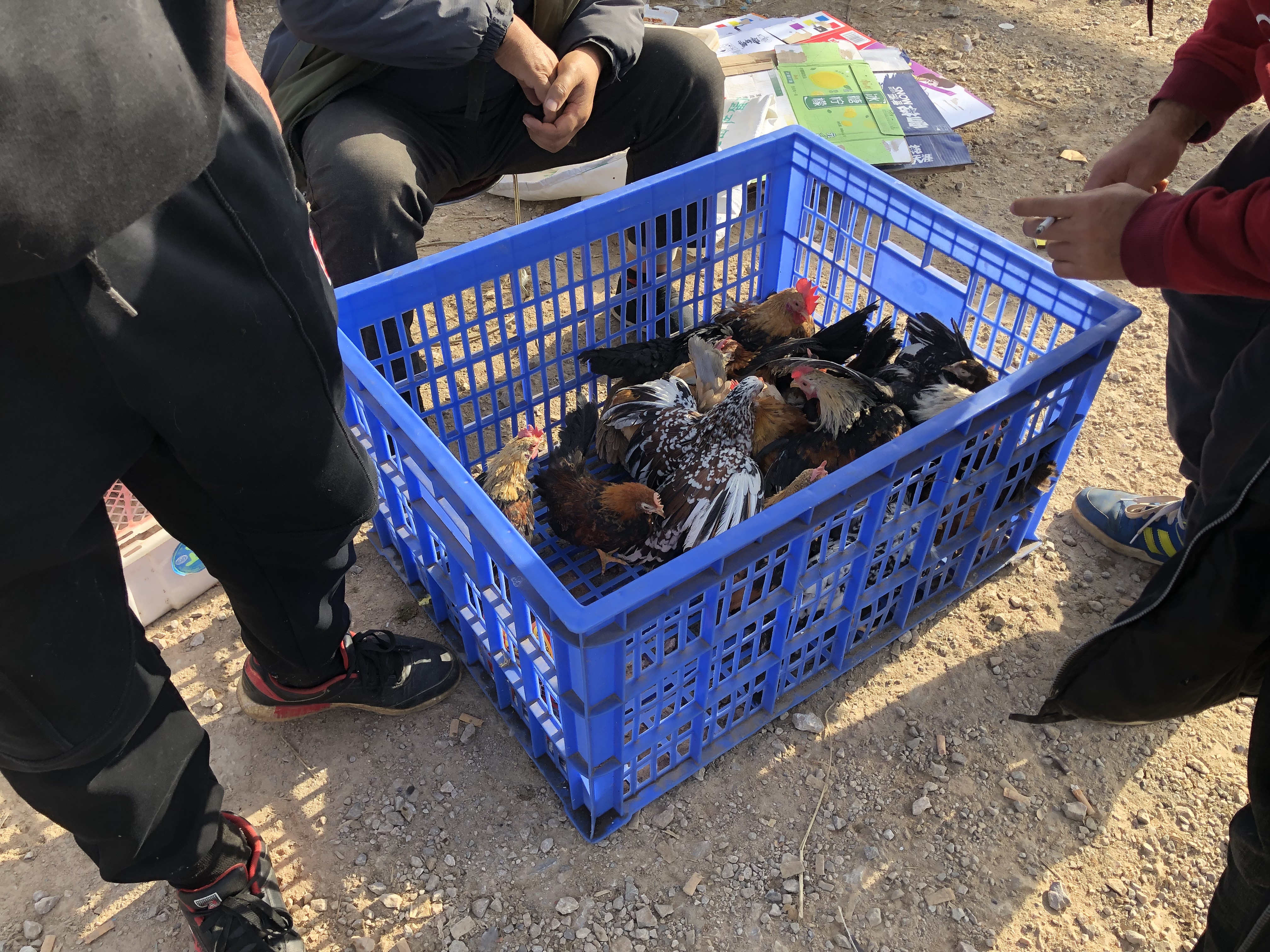 宠物市场的宠物鸡能买吗,狗市观赏鸡多少钱一只