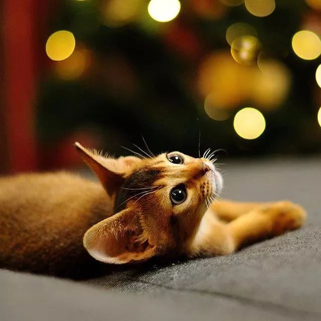 贵族阿比西尼亚猫,神秘的波斯猫