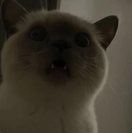 煤老板爆红完整版,煤老板ins