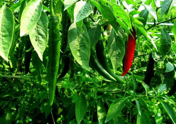 戊唑嘧菌酯农药,农药戊唑嘧菌酯治什么病害