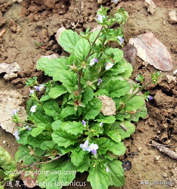 农村比较常见的中草药,农村不可碰的十种草药