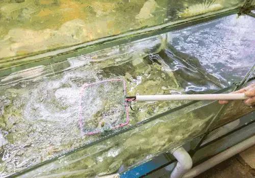 汕尾人吃海鲜,原来海边人是这样吃海螺的