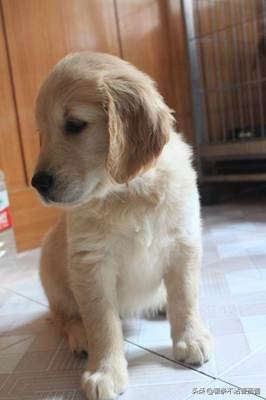 高颜值肌肉奶狗,什么样的小奶狗最可爱