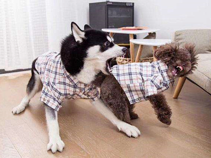 论哈士奇能有多聪明,哈士奇的智商和训犬师