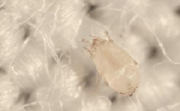 床单睡久了容易螨虫成窝？教你一新招，比太阳暴晒效果好