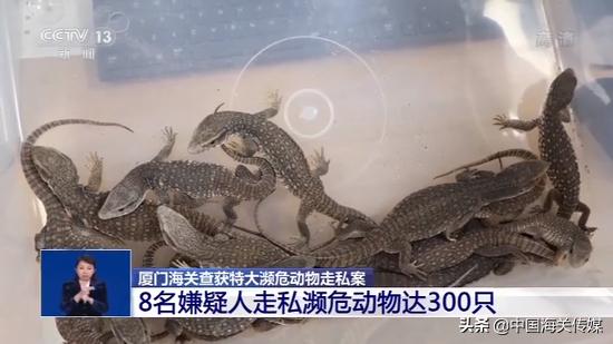 外国宠物怎么买卖,异国宠物交易背后的真相