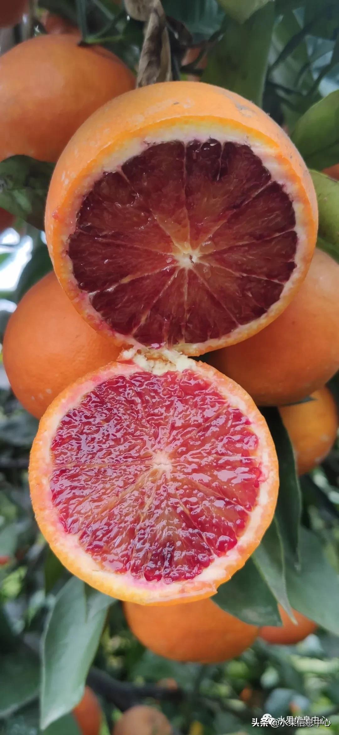 全国橙子产地在哪,中国橙子产地