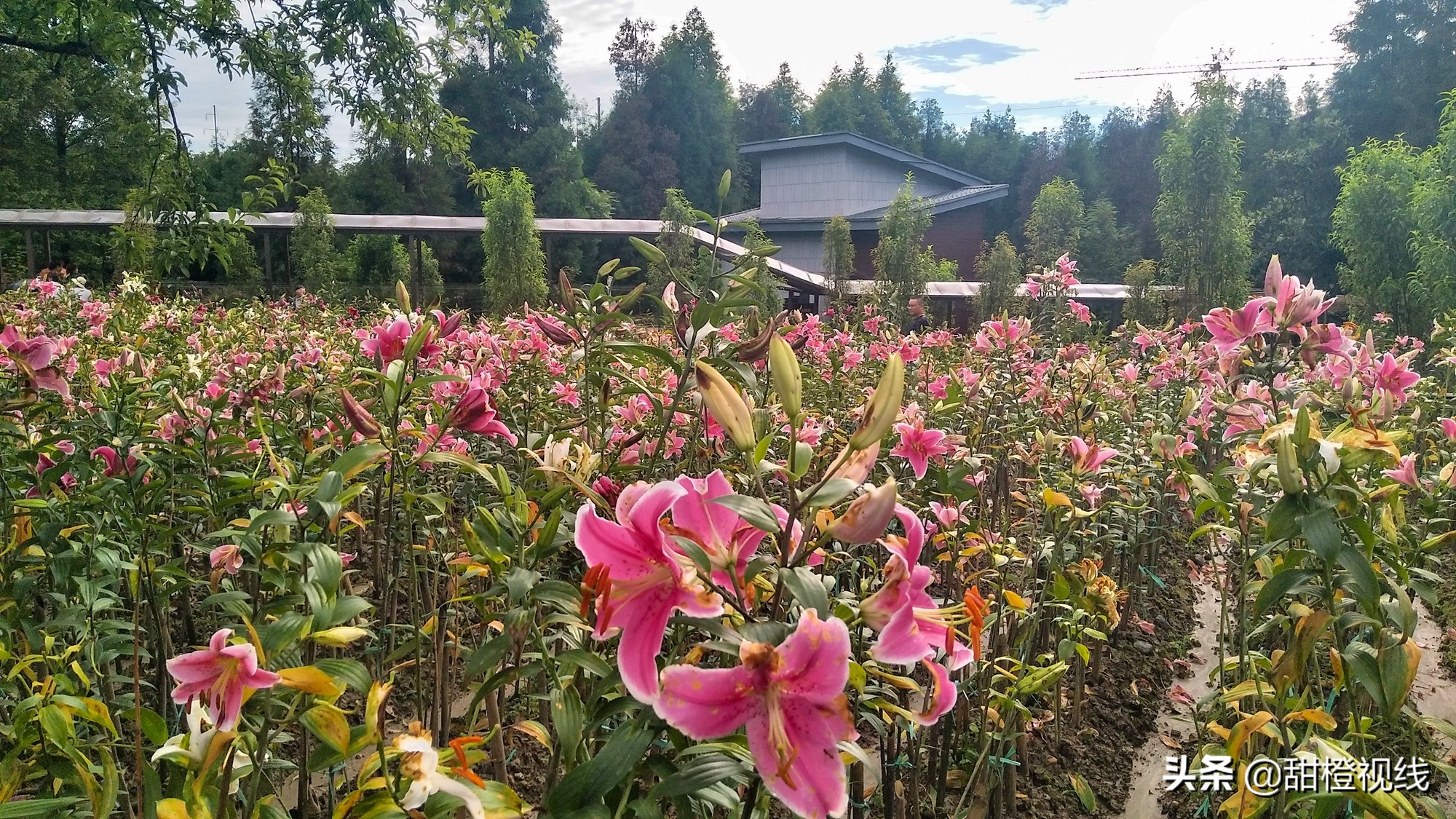 峨眉山七里坪周边有什么景点,峨眉半山七里坪网红打卡地