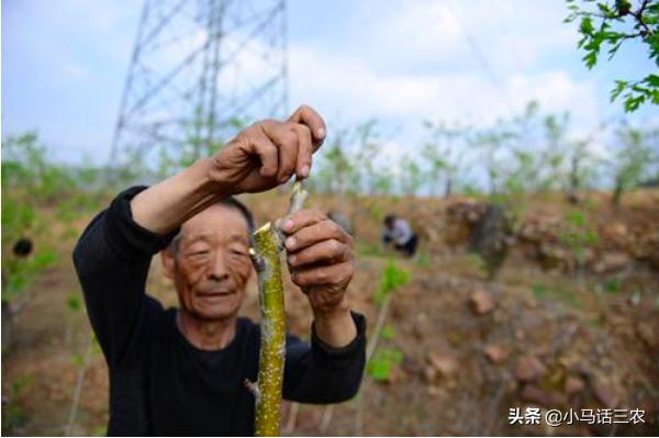 轻松掌握果树嫁接方法，让你也能成为嫁接高手