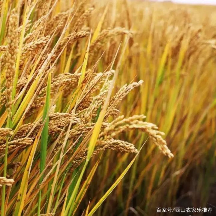 苏州西山网红打卡地樱花,苏州西山风景区有什么好玩的地方