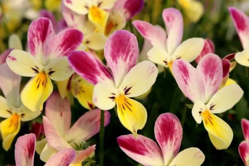 角堇和皱边角堇哪个花大,皱边角堇和穗边角堇的区别