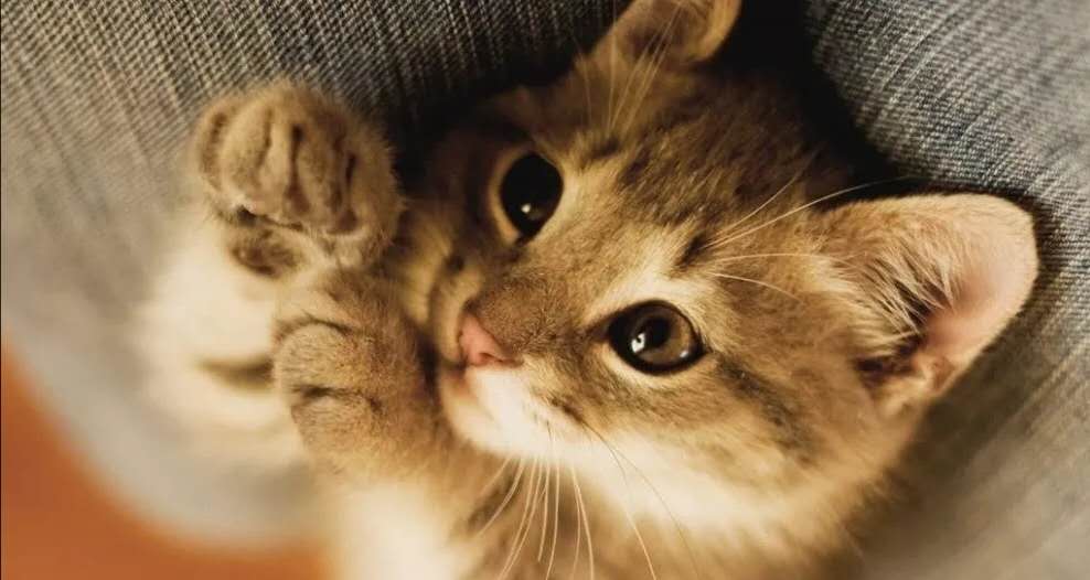 猫咪需要挤肛门腺的症状,猫咪需要挤屎