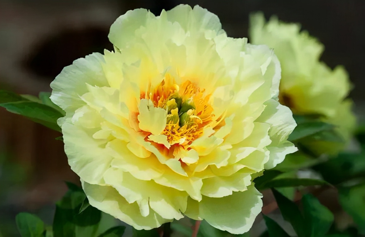 生活中常见的花语大全,生活中常见花卉花语