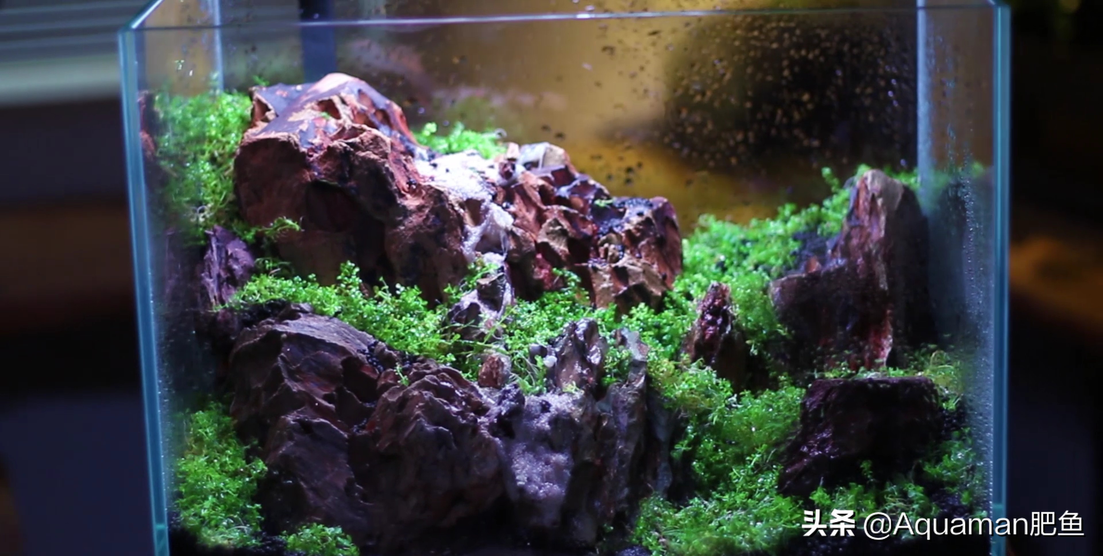 怎么低成本做个鱼缸,不用二氧化碳低成本的水草缸