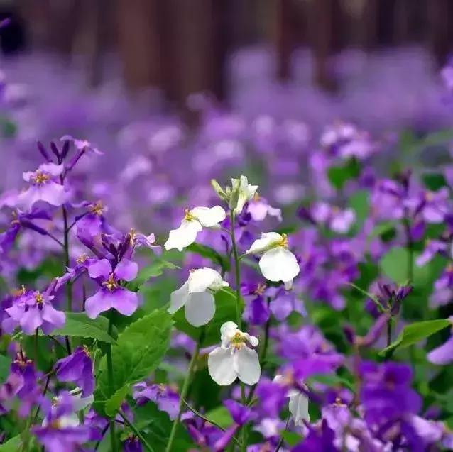 园林耐阴药大全,园林耐阴苗木套种花