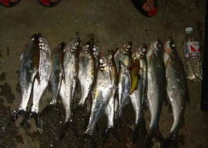 泥鳅党到底是什么,为什么禁止泥鳅党