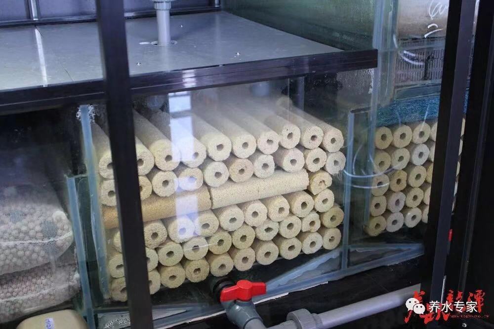 鱼缸养锦鲤鱼的方法和技巧,鱼缸新手养锦鲤鱼的正确方法