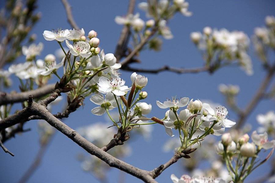 晚秋黄梨栽培技术与管理方法,晚秋黄梨什么时候授粉