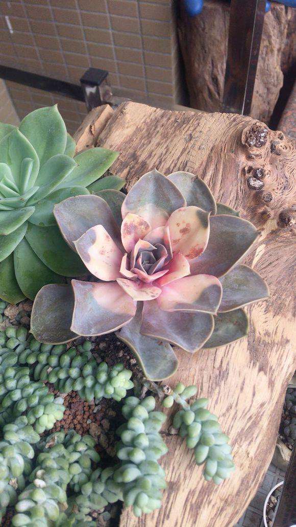 什么样的花好养又耐活,哪些花坑人