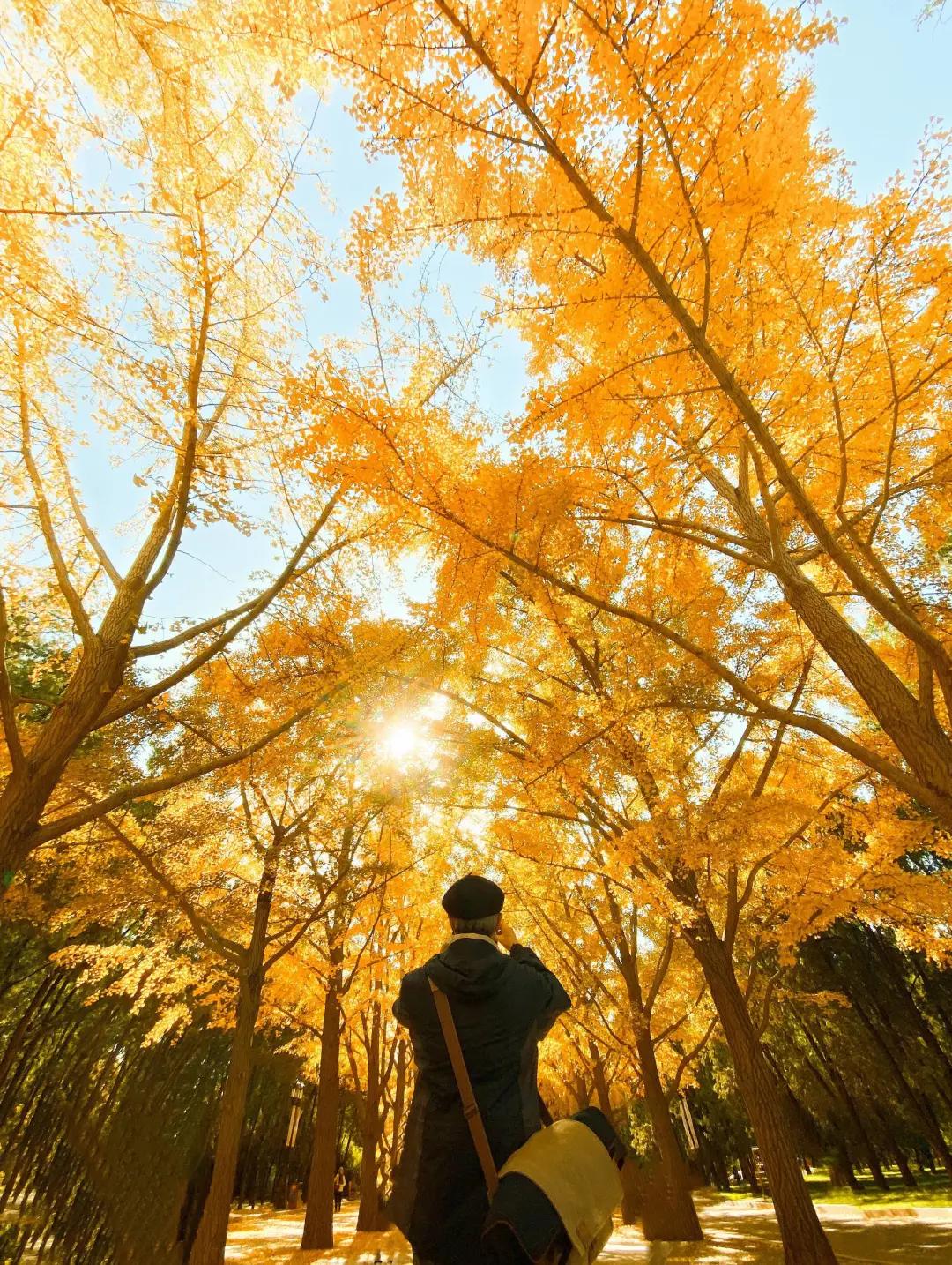 秋色正艳|掌握这6个小技巧，教你拍出绝美秋景