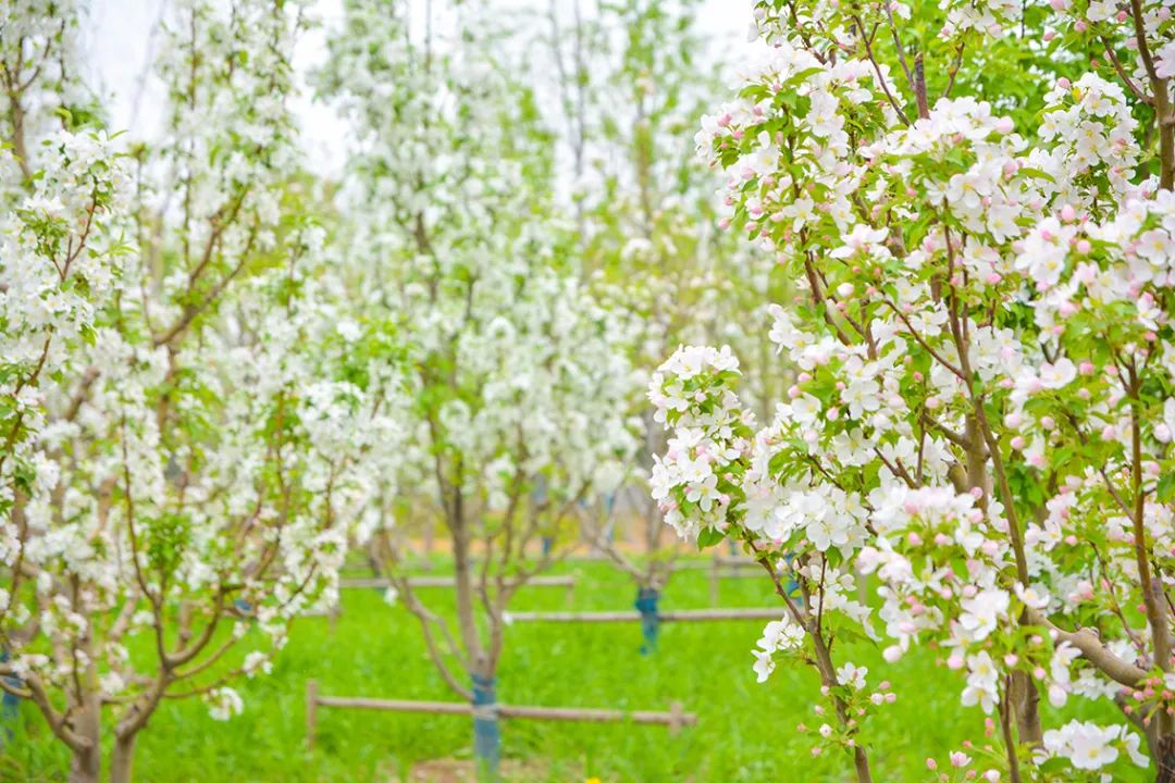 北京新开40个公园在哪里,北京十佳公园