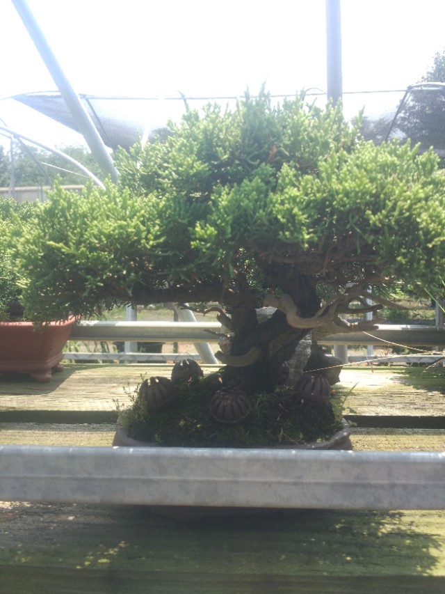 掌上盆景100种,掌上盆景