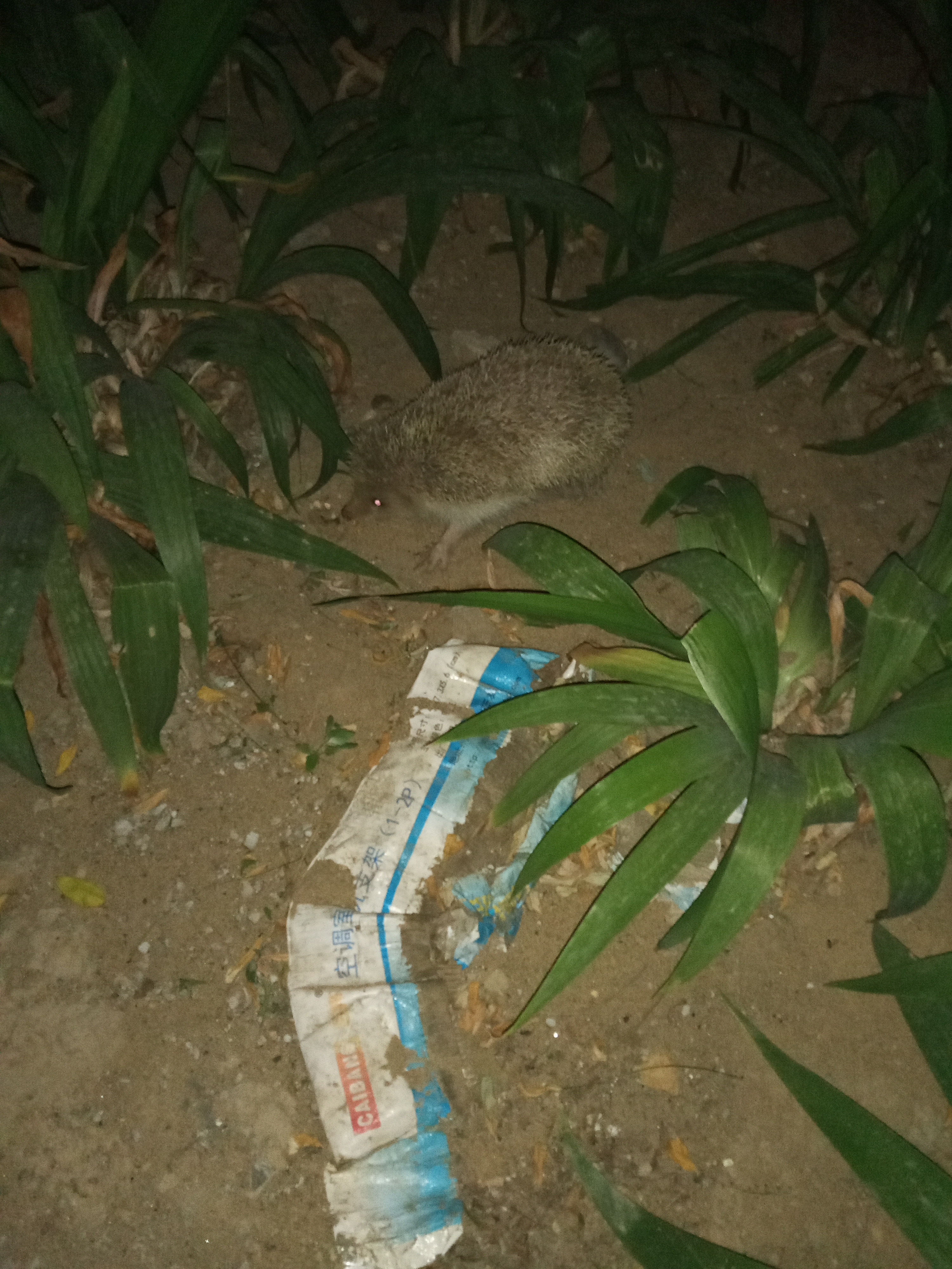 小刺猬奏鸣曲2,小刺猬奏鸣曲钢琴曲