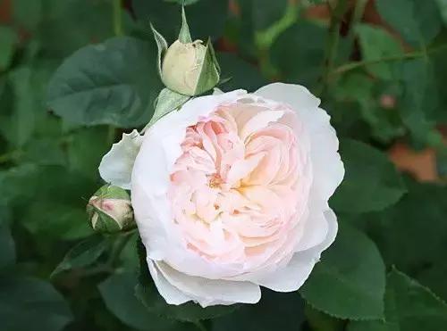 最漂亮10种微型月季,新手必入这8种月季漂亮好养