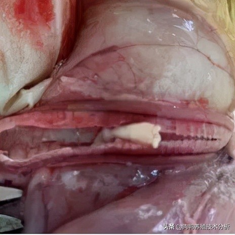 肉鸭曲霉菌中毒用什么脱霉剂,肉鸭霉菌预防用什么药