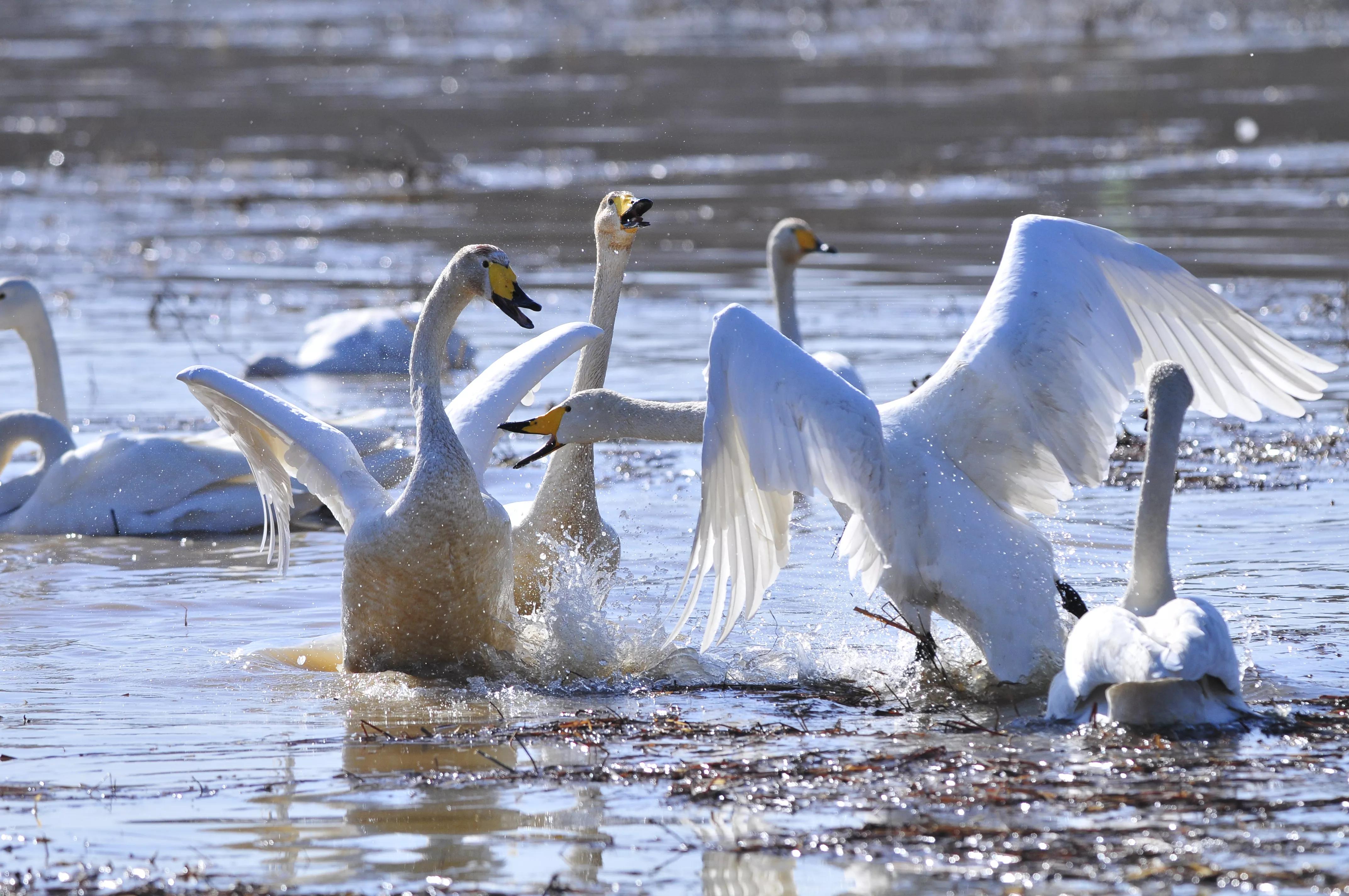D300s+300F4拍摄/满意，趣解/天鹅斗：只动嘴不动手