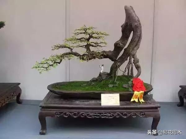 盆景构造及构成,树桩盆景鉴赏技巧