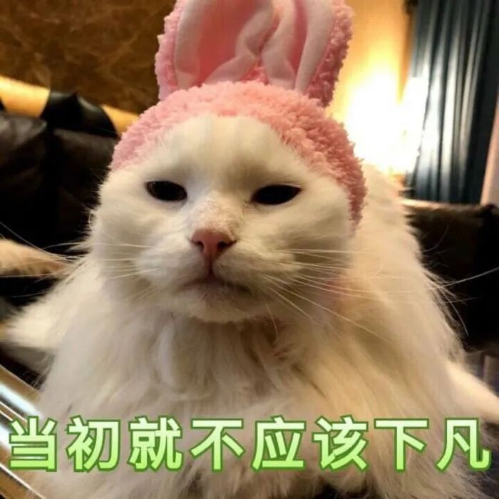 猫屎猫尿这么臭怎么办,猫在猫砂盆里大便臭吗