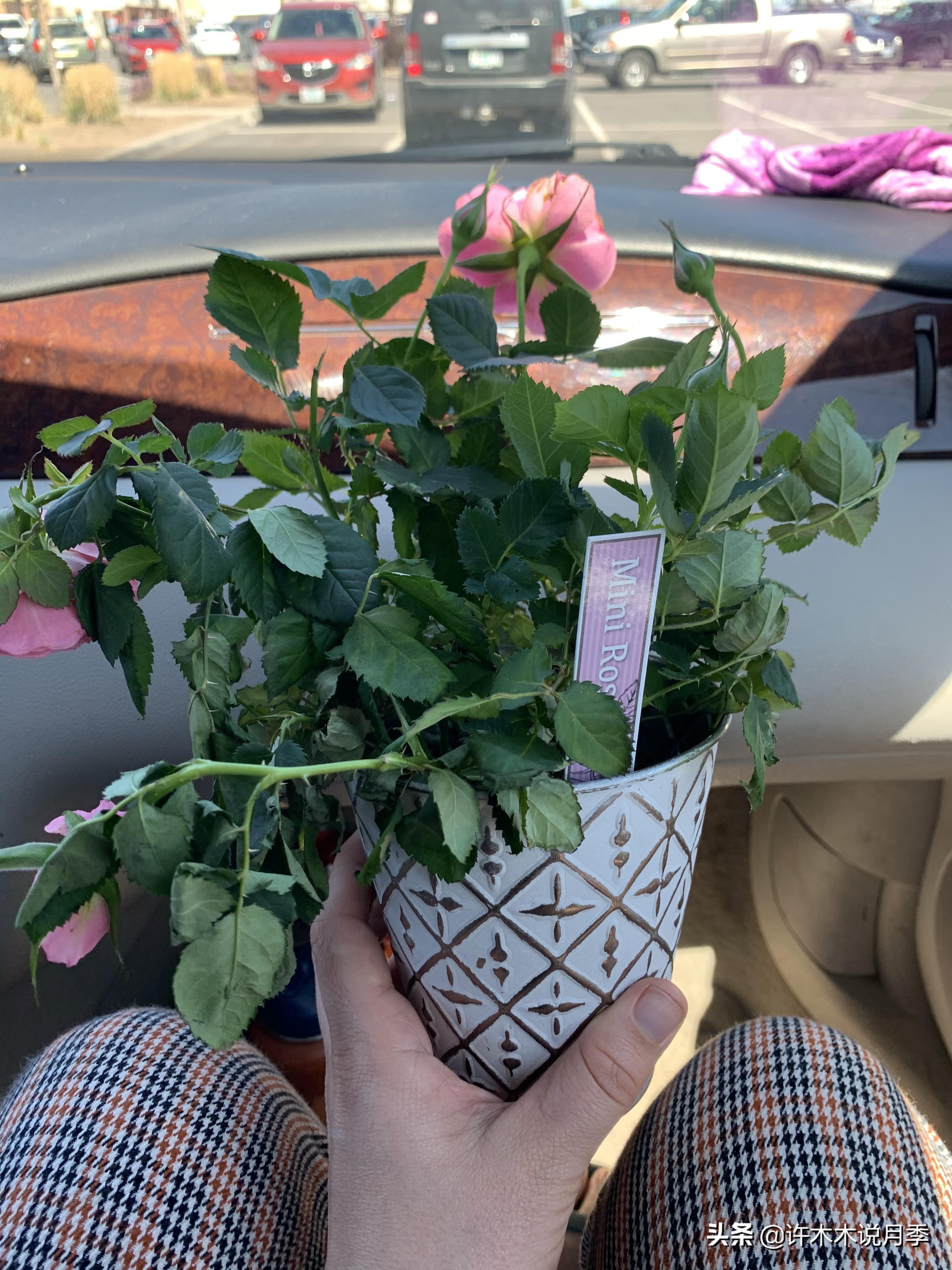 月季突然枝叶都干枯了,月季突然黄叶死掉