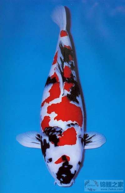 鱼百滋酸菜鱼即墨团购,鱼百科app